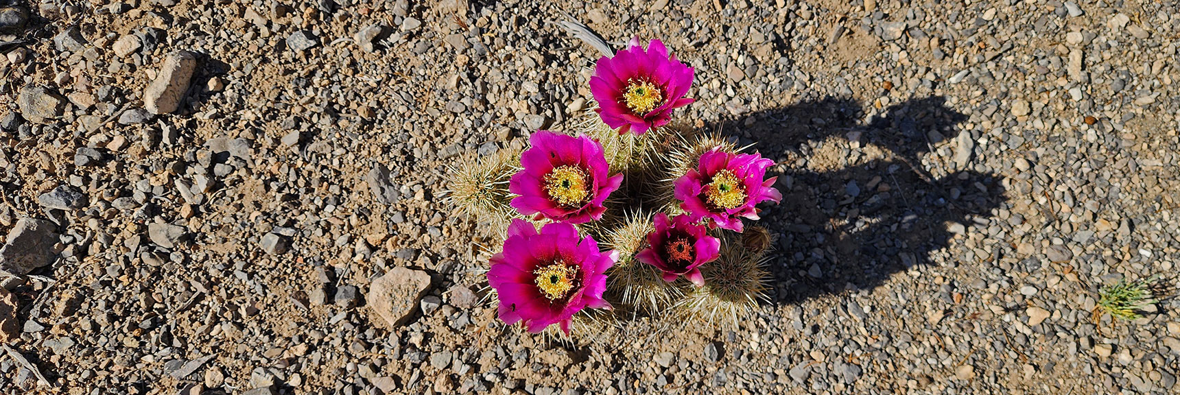 Collecting Now, Will Identify Later | Flowers Above 5000ft | LasVegasAreaTrails.com | Southwestern US | Lovell Canyon, Nevada