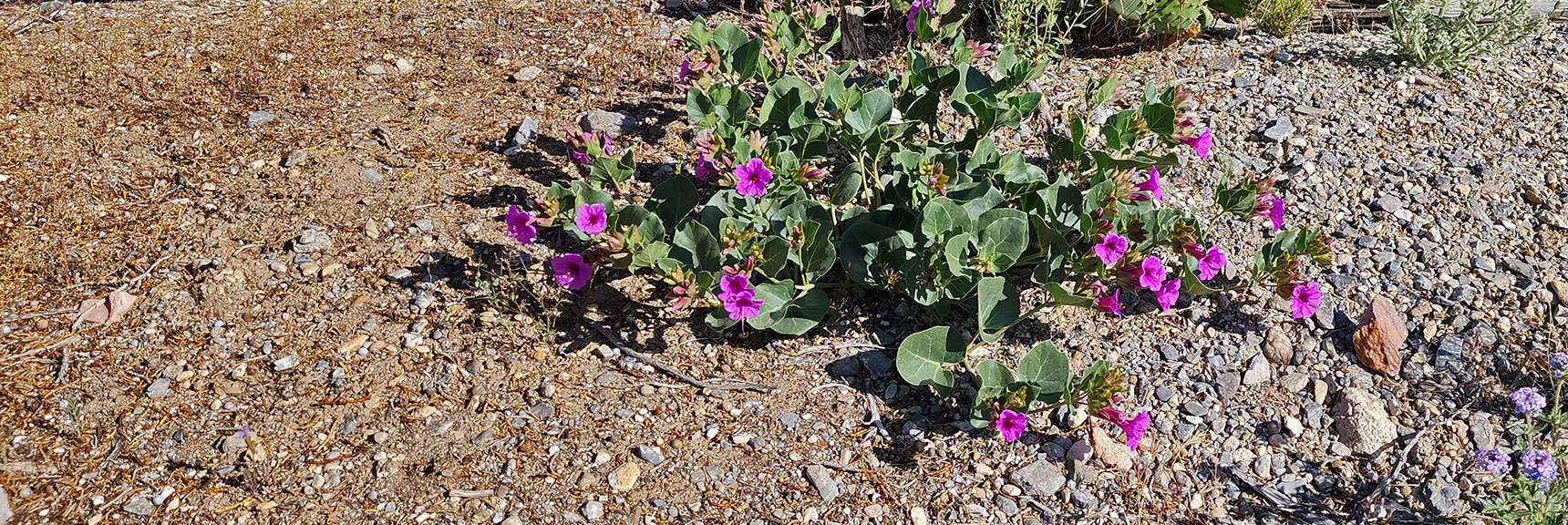 Collecting Now, Will Identify Later | Flowers Above 5000ft | LasVegasAreaTrails.com | Southwestern US | Lovell Canyon, Nevada