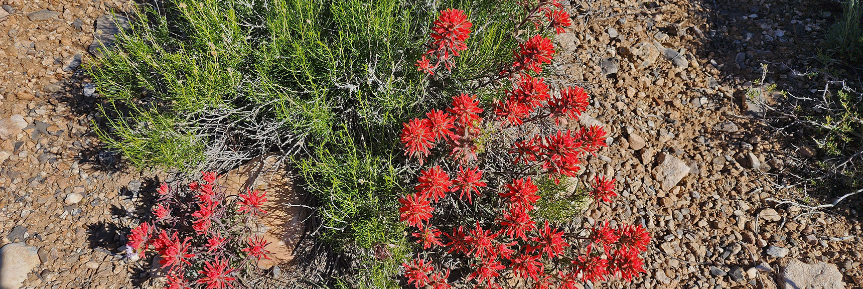 Collecting Now, Will Identify Later | Flowers Above 5000ft | LasVegasAreaTrails.com | Southwestern US | Lovell Canyon, Nevada