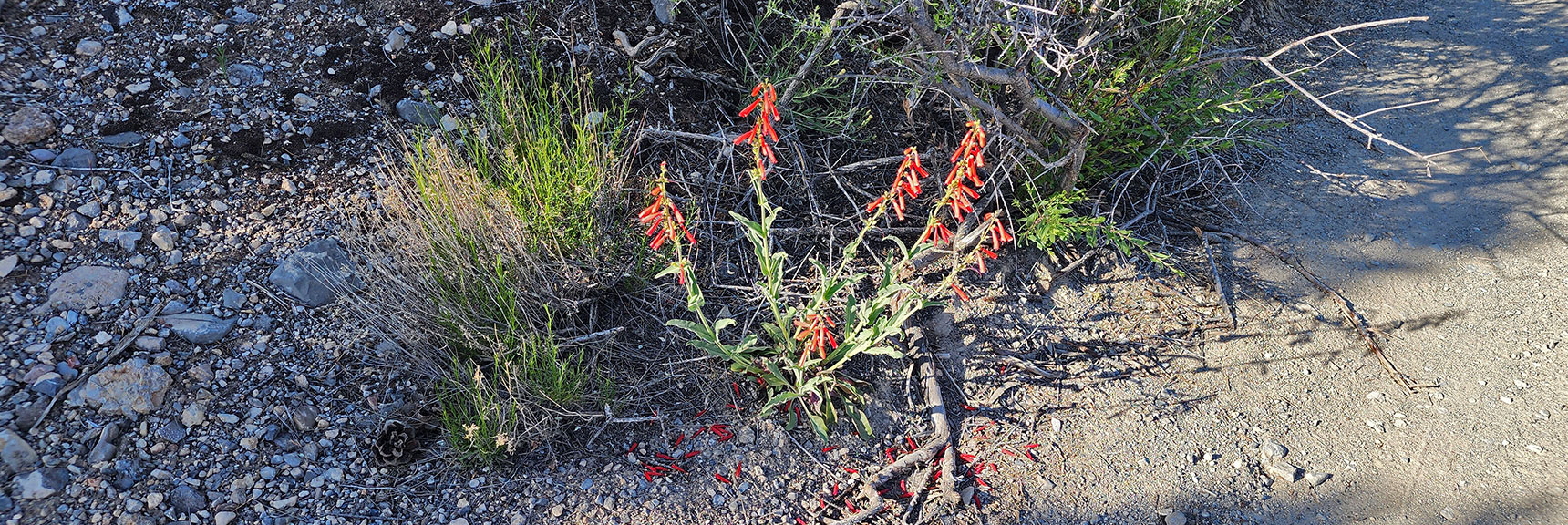 Collecting Now, Will Identify Later | Flowers Above 5000ft | LasVegasAreaTrails.com | Southwestern US | Lovell Canyon, Nevada