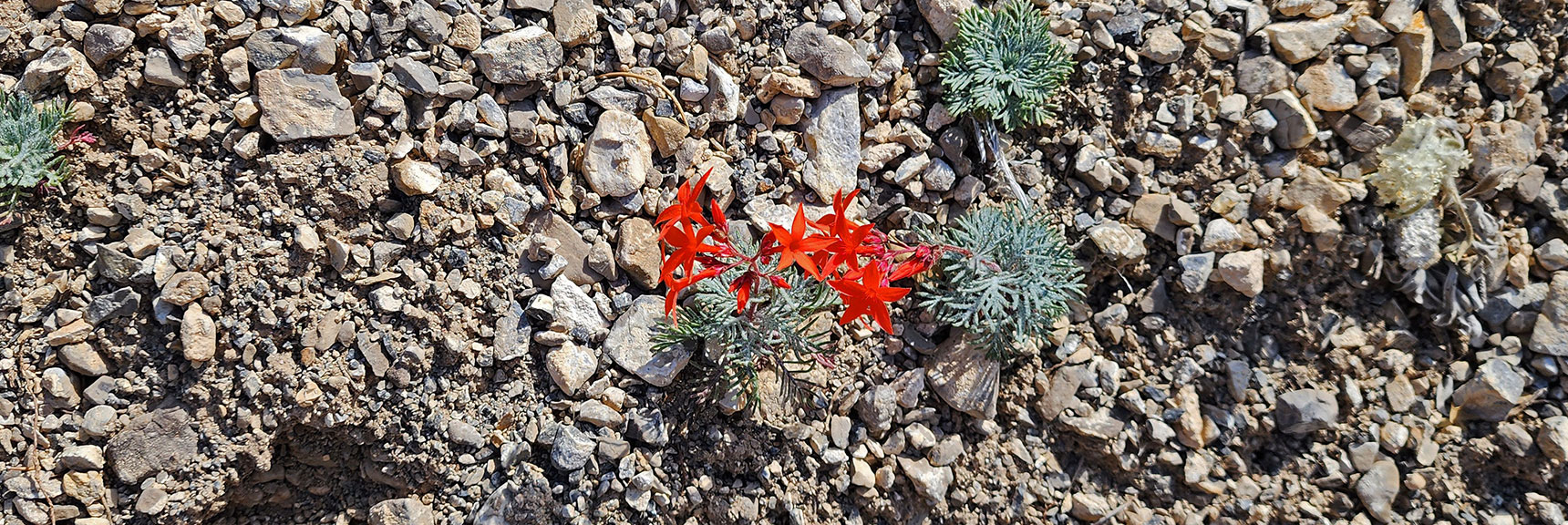 Collecting Now, Will Identify Later | Flowers Above 5000ft | LasVegasAreaTrails.com | Southwestern US | Lovell Canyon, Nevada
