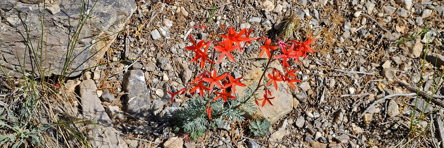 Collecting Now, Will Identify Later | Flowers Above 5000ft | LasVegasAreaTrails.com | Southwestern US | Lovell Canyon, Nevada