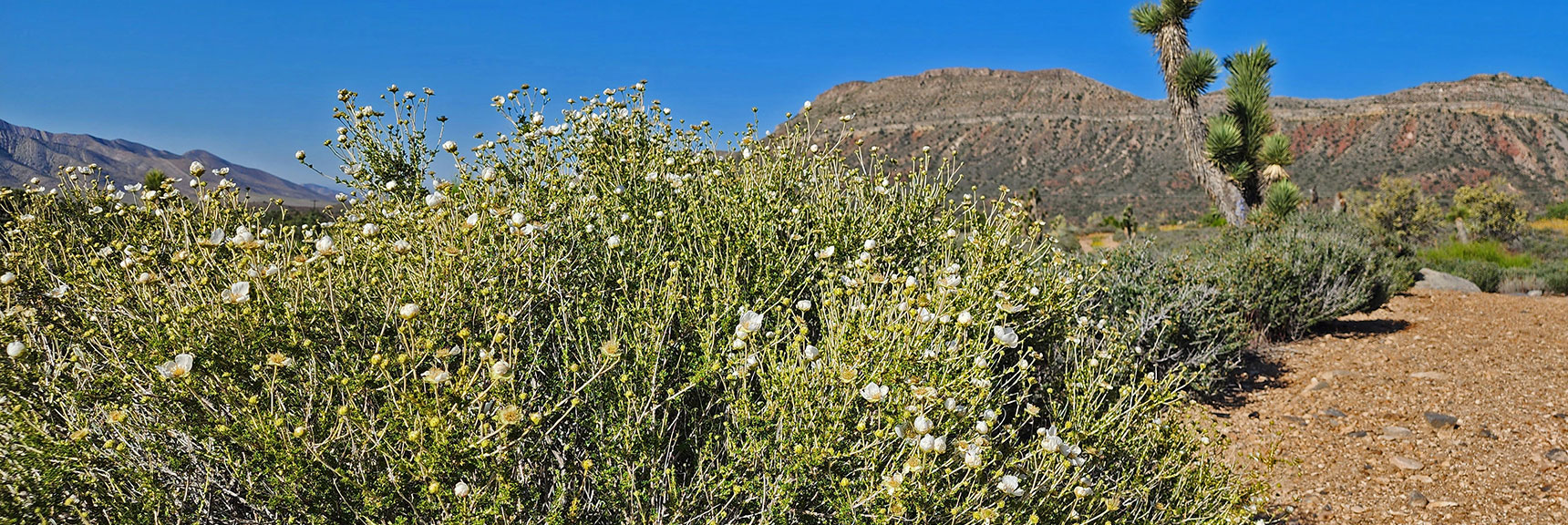 Collecting Now, Will Identify Later | Flowers Above 5000ft | LasVegasAreaTrails.com | Southwestern US | Lovell Canyon, Nevada