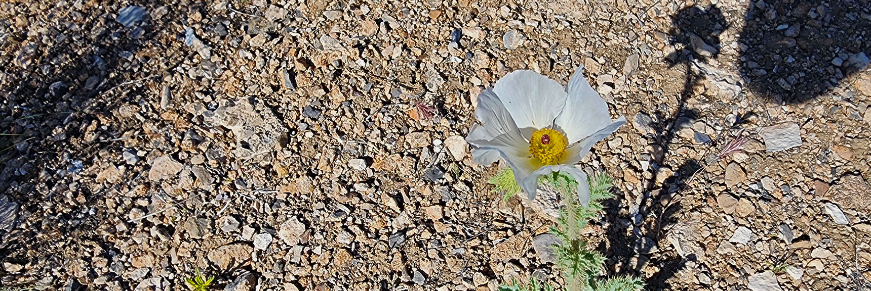 Collecting Now, Will Identify Later | Flowers Above 5000ft | LasVegasAreaTrails.com | Southwestern US | Lovell Canyon, Nevada