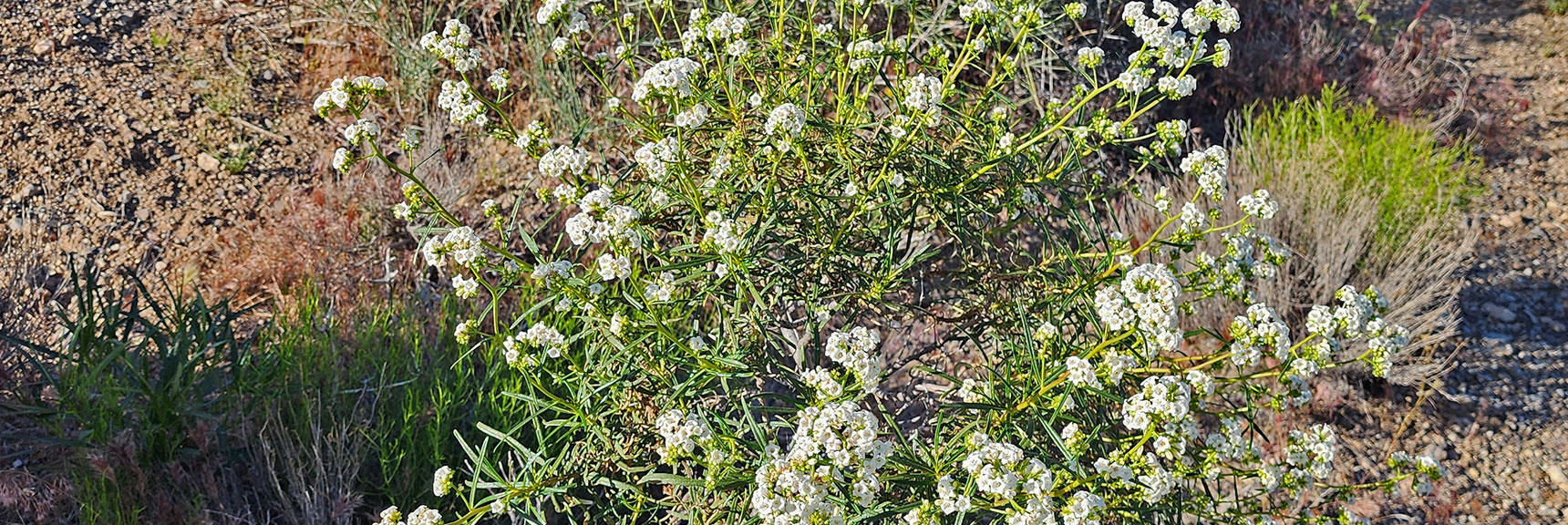 Collecting Now, Will Identify Later | Flowers Above 5000ft | LasVegasAreaTrails.com | Southwestern US | Lovell Canyon, Nevada