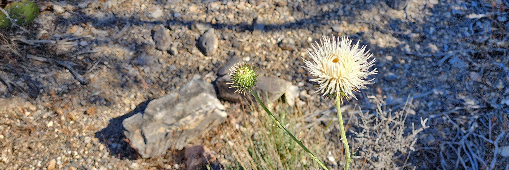 Collecting Now, Will Identify Later | Flowers Above 5000ft | LasVegasAreaTrails.com | Southwestern US | Lovell Canyon, Nevada