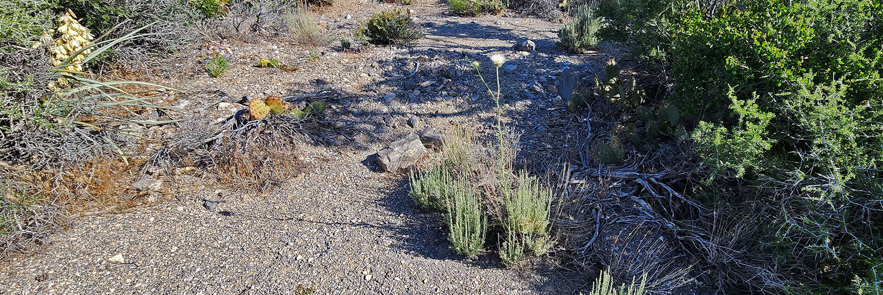 Collecting Now, Will Identify Later | Flowers Above 5000ft | LasVegasAreaTrails.com | Southwestern US | Lovell Canyon, Nevada