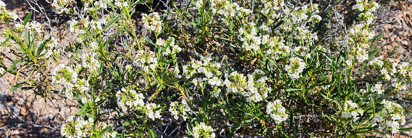 Collecting Now, Will Identify Later | Flowers Above 5000ft | LasVegasAreaTrails.com | Southwestern US | Lovell Canyon, Nevada
