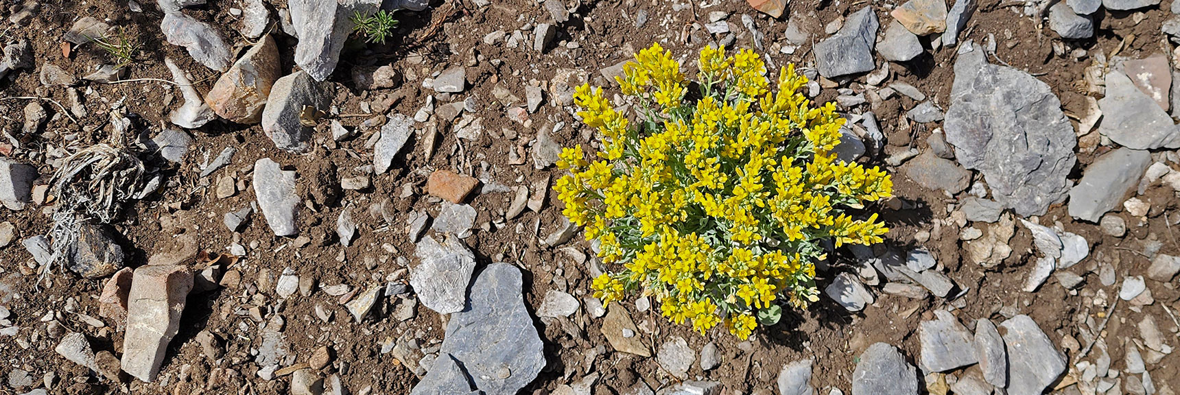 Collecting Now, Will Identify Later | Flowers Above 5000ft | LasVegasAreaTrails.com | Southwestern US | Eagle's Nest Loop, Kyle Canyon, Nevada