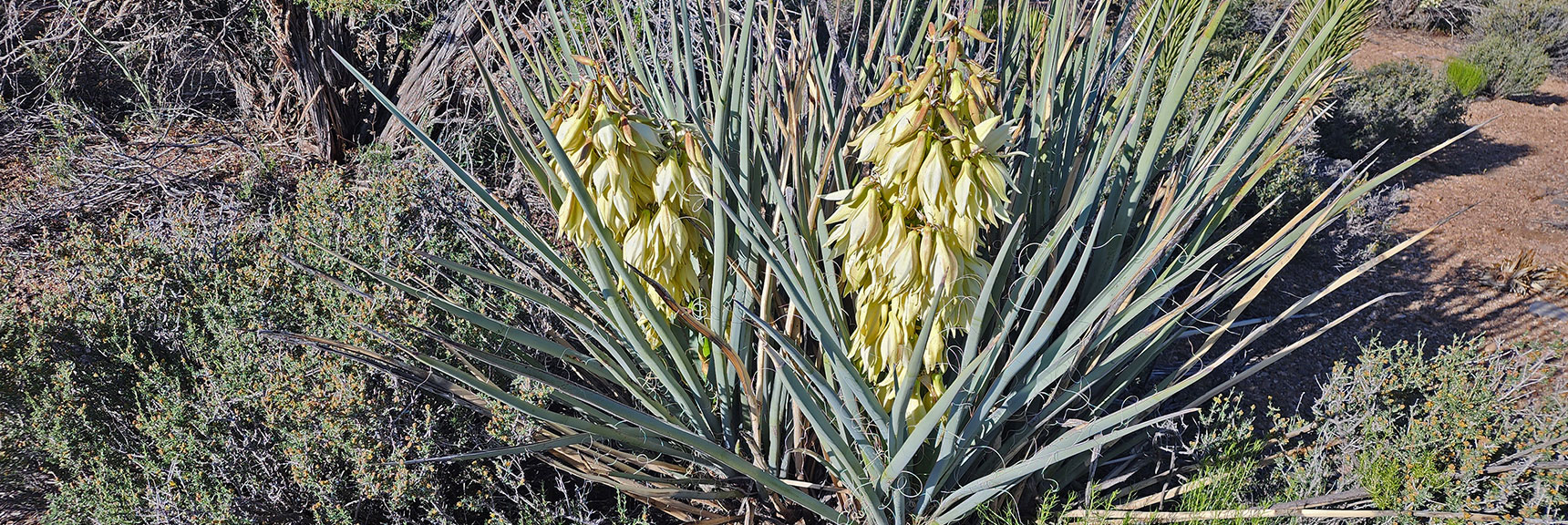 Collecting Now, Will Identify Later | Flowers Above 5000ft | LasVegasAreaTrails.com | Southwestern US | Lovell Canyon, Nevada