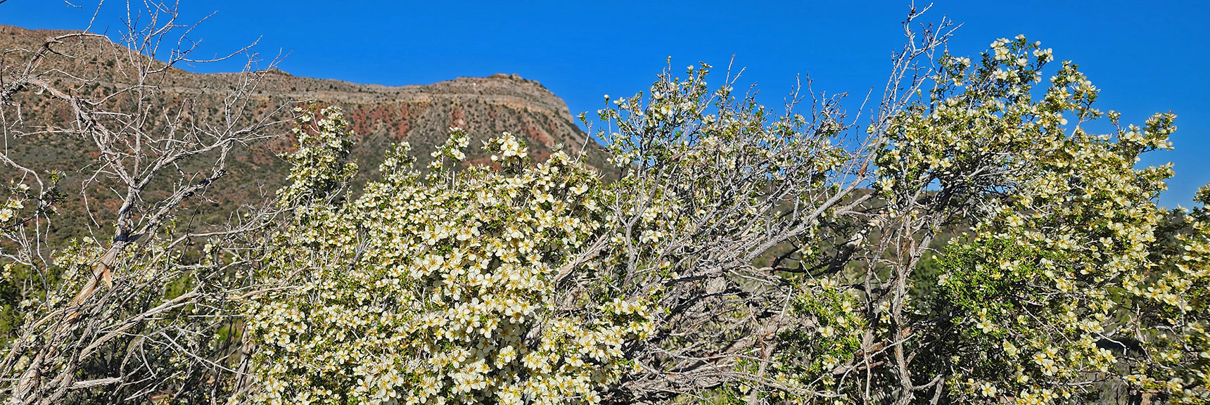 Collecting Now, Will Identify Later | Flowers Above 5000ft | LasVegasAreaTrails.com | Southwestern US | Lovell Canyon, Nevada