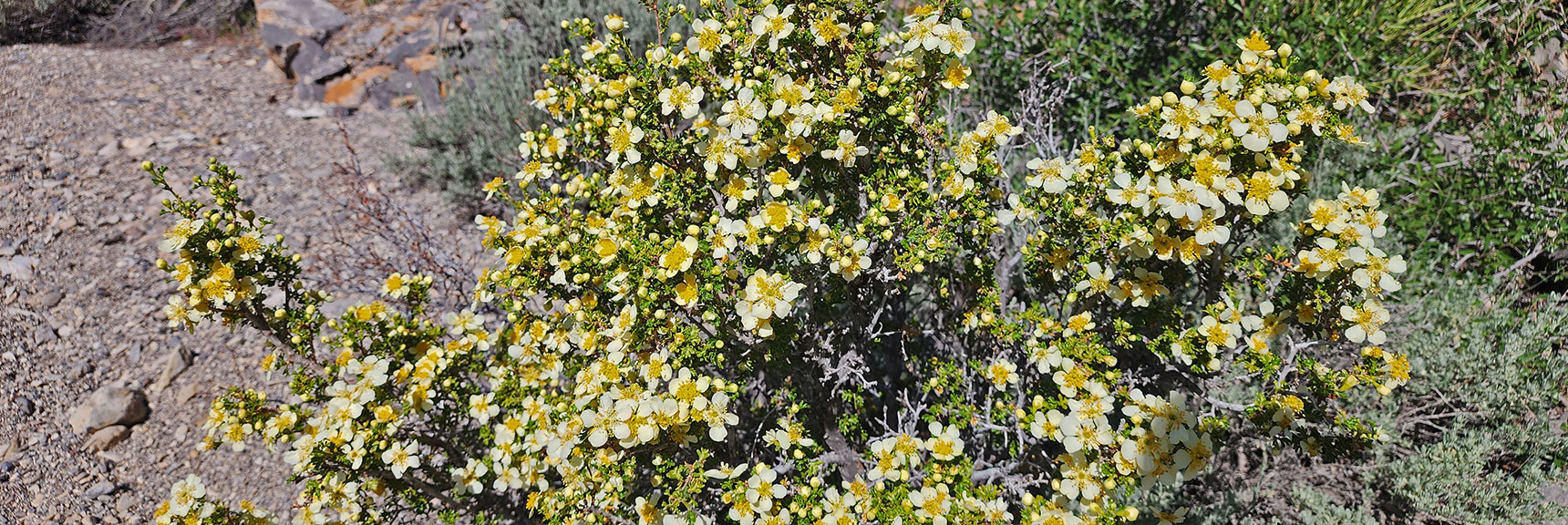 Collecting Now, Will Identify Later | Flowers Above 5000ft | LasVegasAreaTrails.com | Southwestern US | Lovell Canyon, Nevada