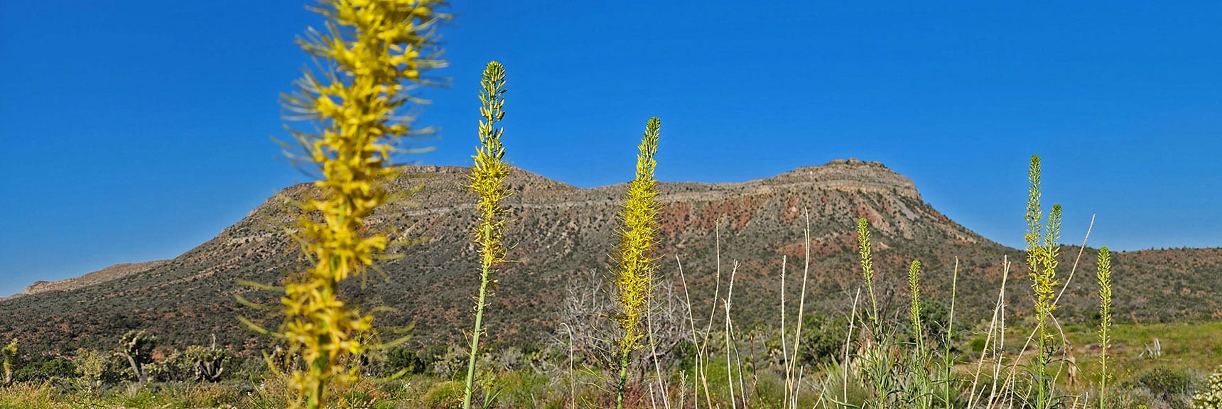 Collecting Now, Will Identify Later | Flowers Above 5000ft | LasVegasAreaTrails.com | Southwestern US | Lovell Canyon, Nevada