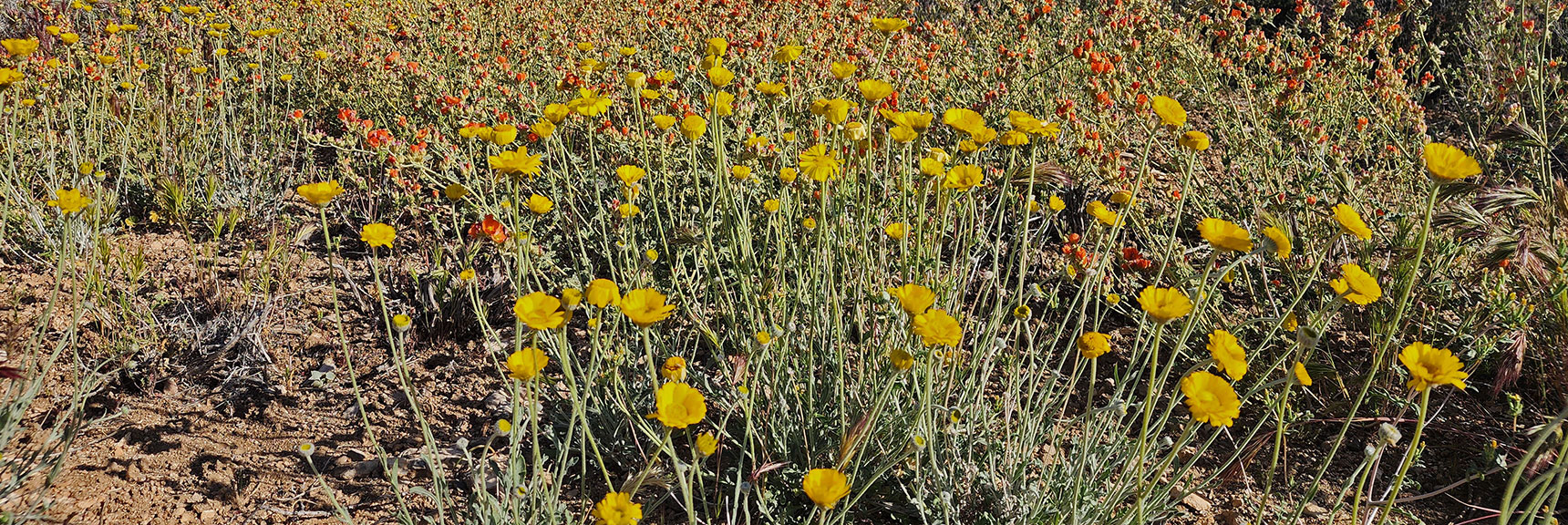 Collecting Now, Will Identify Later | Flowers Above 5000ft | LasVegasAreaTrails.com | Southwestern US | Lovell Canyon, Nevada