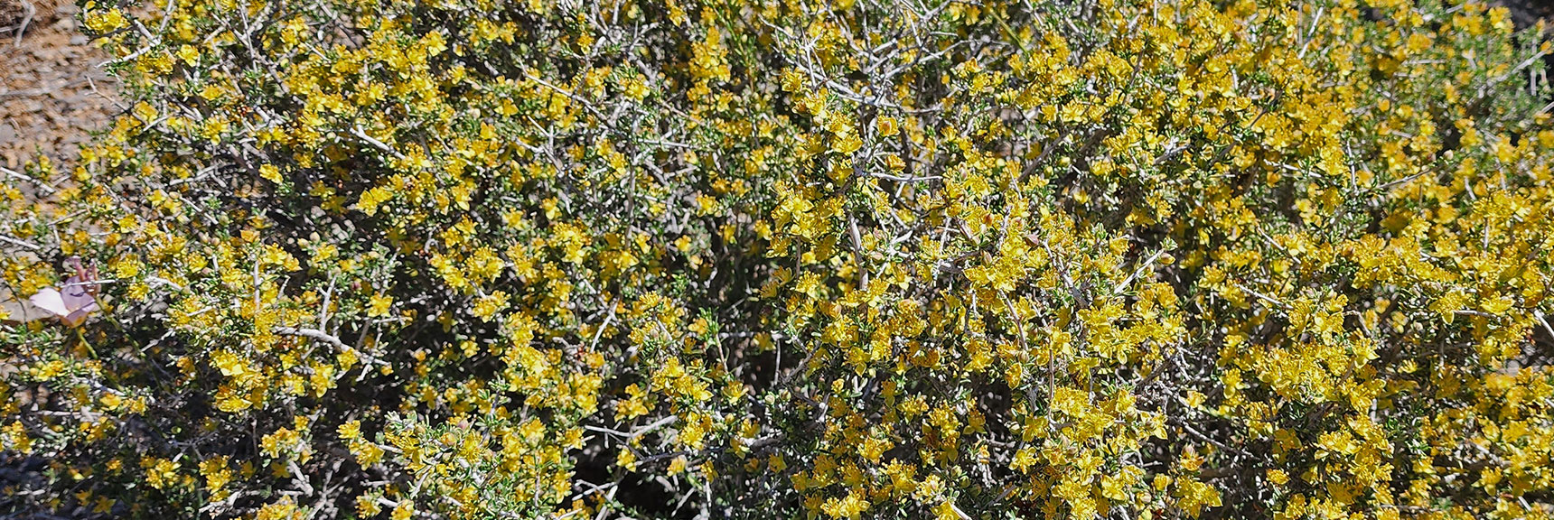 Collecting Now, Will Identify Later | Flowers Above 5000ft | LasVegasAreaTrails.com | Southwestern US | Lovell Canyon, Nevada