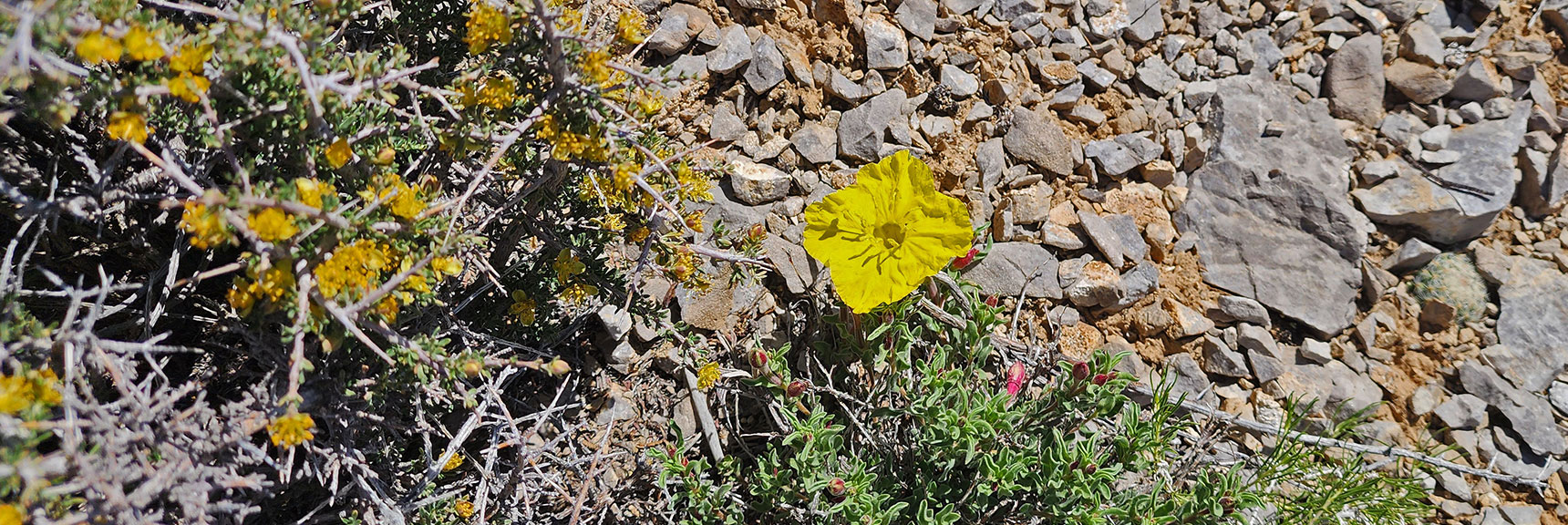 Collecting Now, Will Identify Later | Flowers Above 5000ft | LasVegasAreaTrails.com | Southwestern US | Lovell Canyon, Nevada