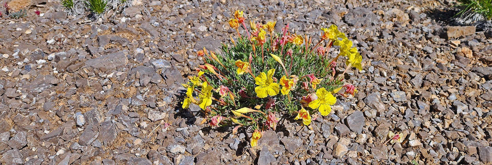 Collecting Now, Will Identify Later | Flowers Above 5000ft | LasVegasAreaTrails.com | Southwestern US | Lovell Canyon, Nevada
