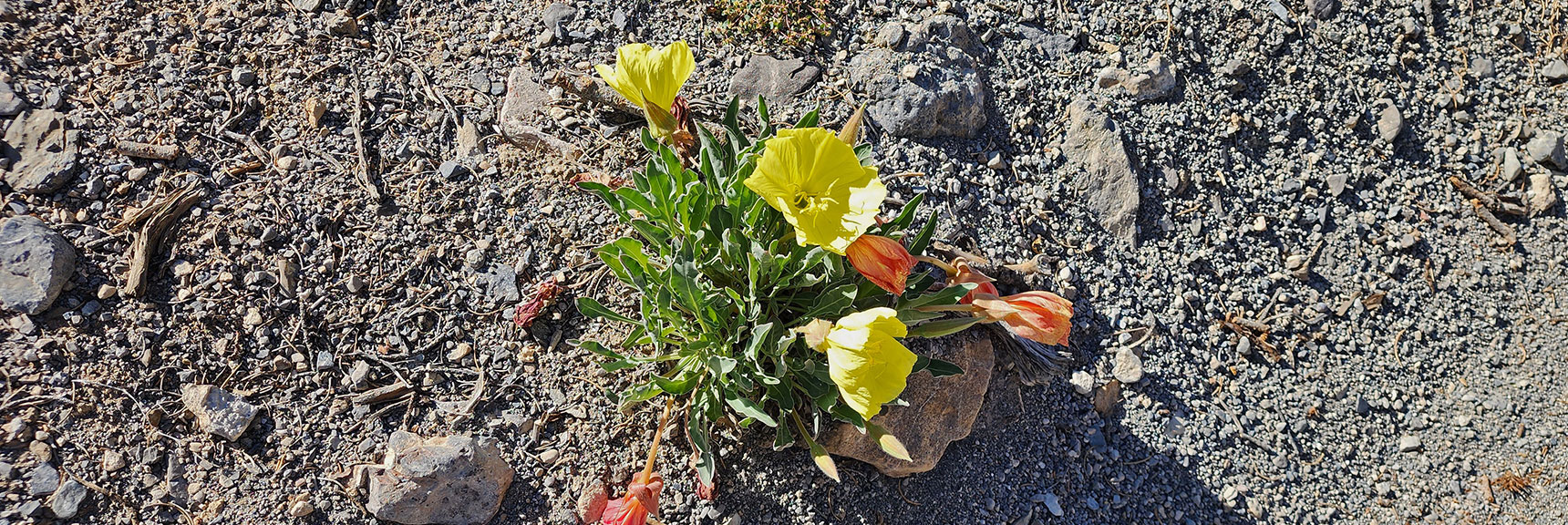 Collecting Now, Will Identify Later | Flowers Above 5000ft | LasVegasAreaTrails.com | Southwestern US | Lovell Canyon, Nevada