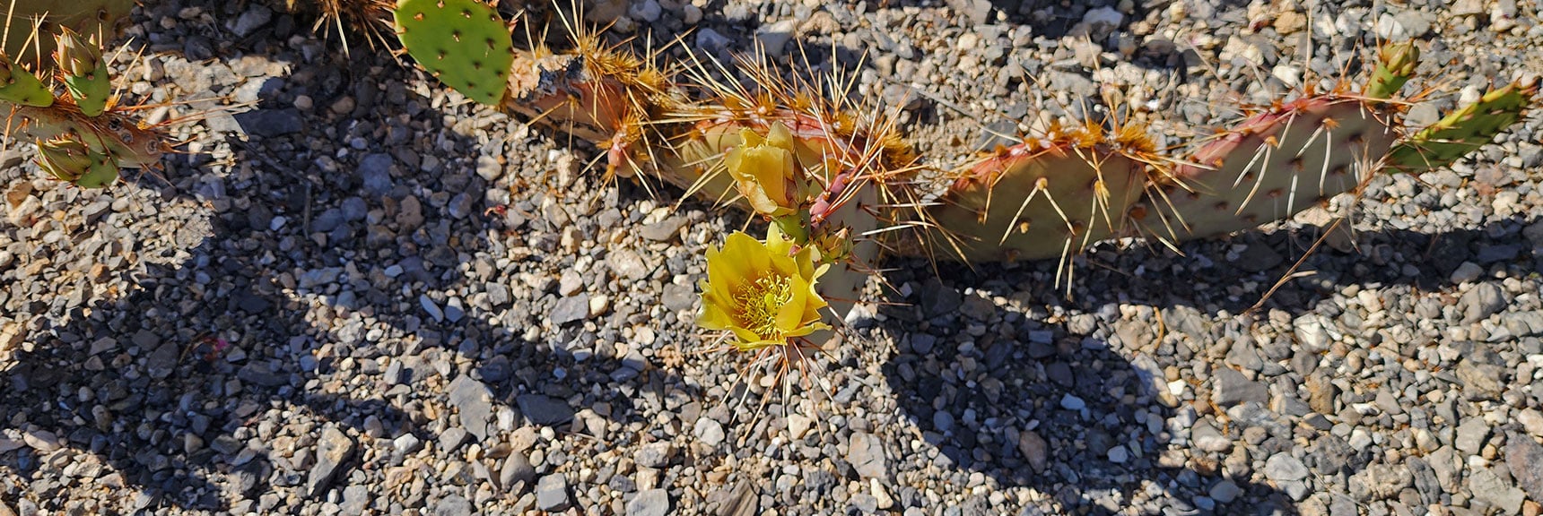 Collecting Now, Will Identify Later | Flowers Above 5000ft | LasVegasAreaTrails.com | Southwestern US | Lovell Canyon, Nevada