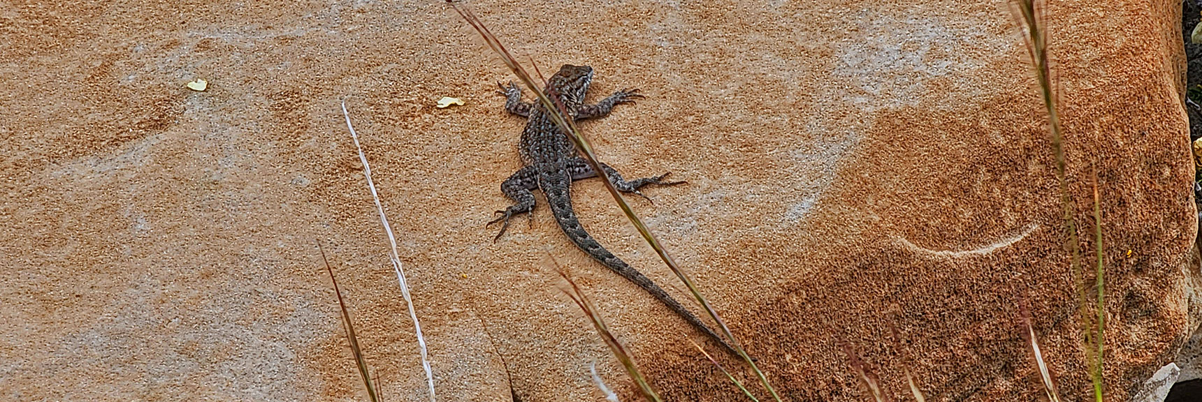 Common Side Blotched Lizard, Lives Throughout Mojave Desert | Juniper Peak to Mt. Wilson | Rainbow Mountains Upper Crest Ridgeline, Nevada