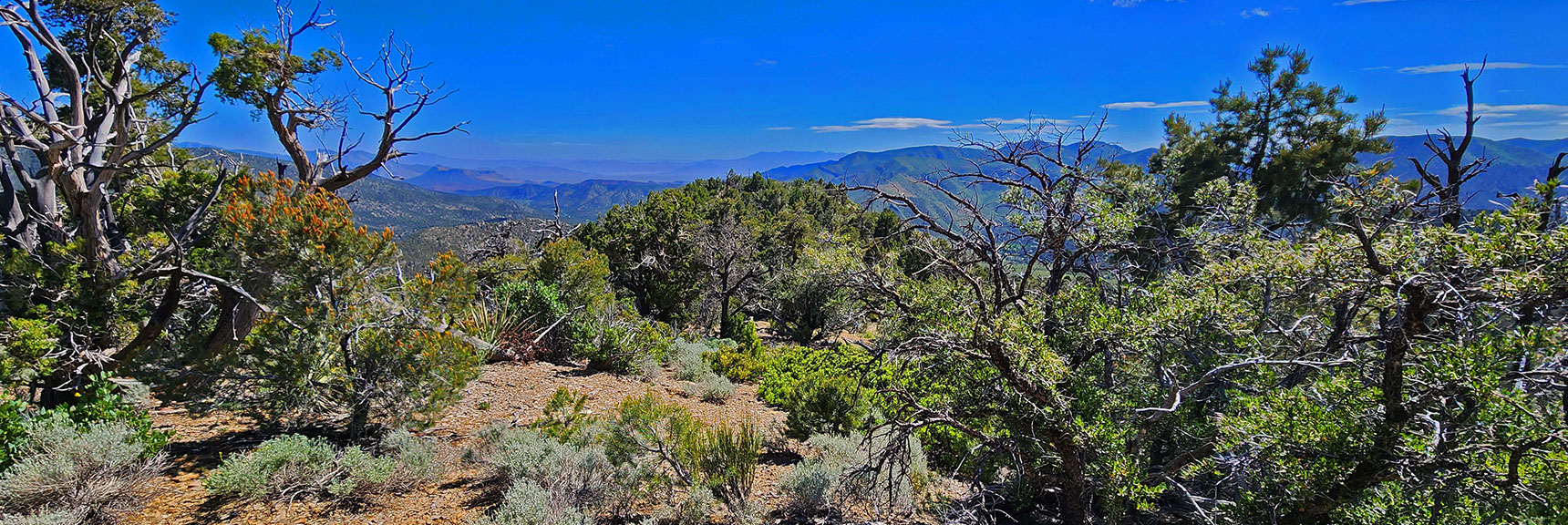 What Things Look Like on the Approach Ridge Around 7,400ft | Wilson Ridge South High Point | Lovell Canyon, Nevada