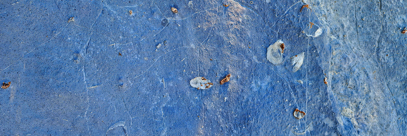 Some of the Fossils Look As They Did 450 Million Years Ago! | Red Rock Summit | Lovell Canyon & Rainbow Mountain Wilderness, Nevada