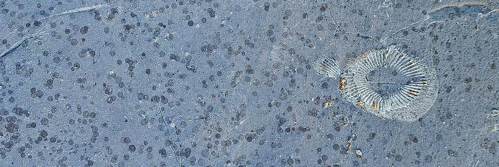 Another Sea Anemone? Black Spots May be Lichen. | Red Rock Summit | Lovell Canyon & Rainbow Mountain Wilderness, Nevada