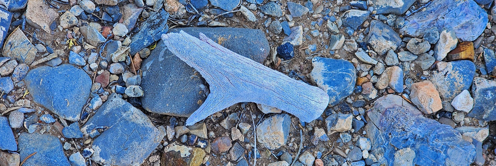 Piece of Deer Antler Found on Lower Ascent Ridge. | Mini Matterhorn Pinnacle North Twin | Wilson Ridge | Lovell Canyon & Rainbow Mountains, Nevada