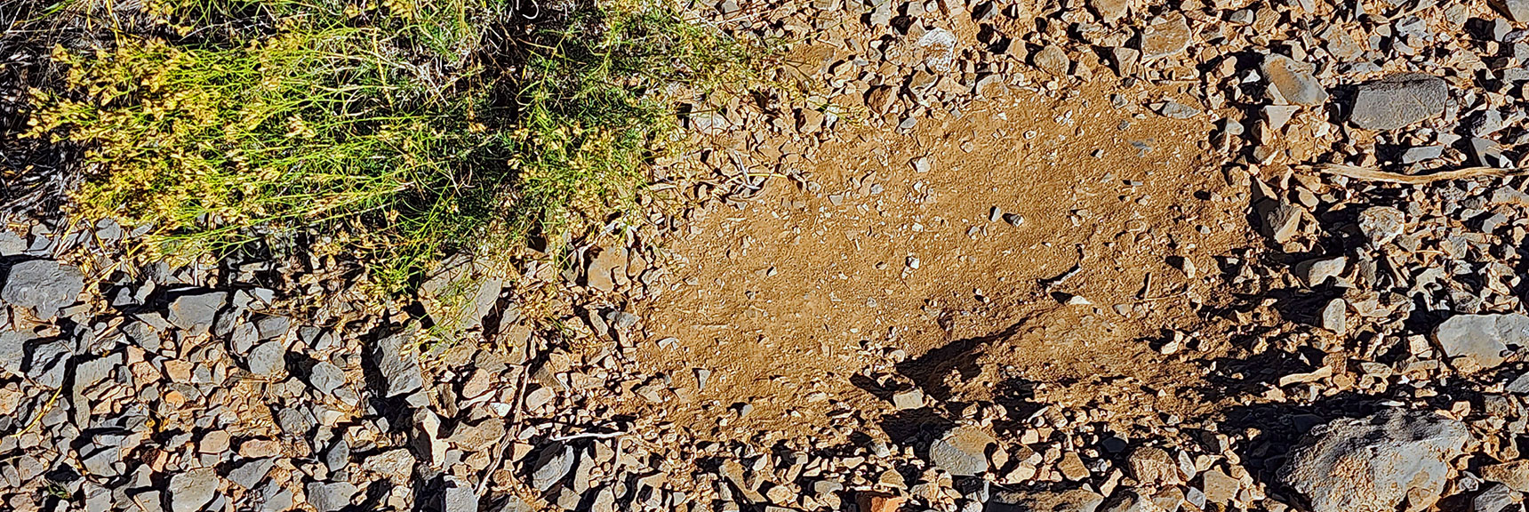 Small Depression Marks Where an Animal Slept Recently. | Mini Matterhorn Pinnacle North Twin | Wilson Ridge | Lovell Canyon & Rainbow Mountains, Nevada