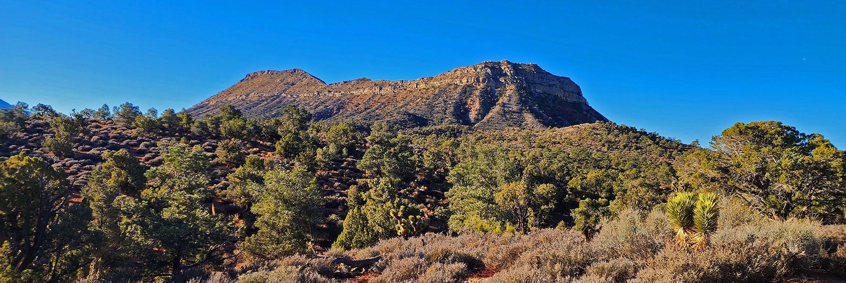 On the Forest Road You're Passing Through a Beautiful Pine, Juniper, Yucca and Sage Landscape. | Landmark Bluff Circuit | Lovell Canyon, Nevada