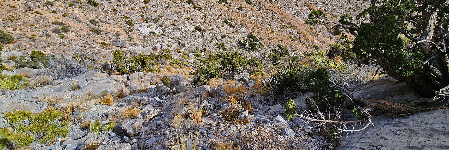View Back Down to Main Gully. Incline Increasing, But Still Easy | Damsel Peak Southeastern Slope | Calico & Brownstone Basins, Nevada