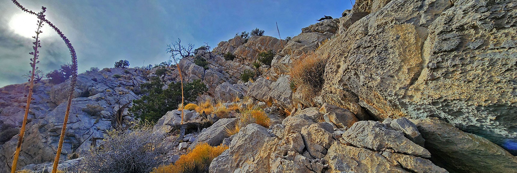 View Up Ledge. Possible to Continue Upward, But Complicated. At Turn-Around Point. | Damsel Peak Southeastern Slope | Calico & Brownstone Basins, Nevada