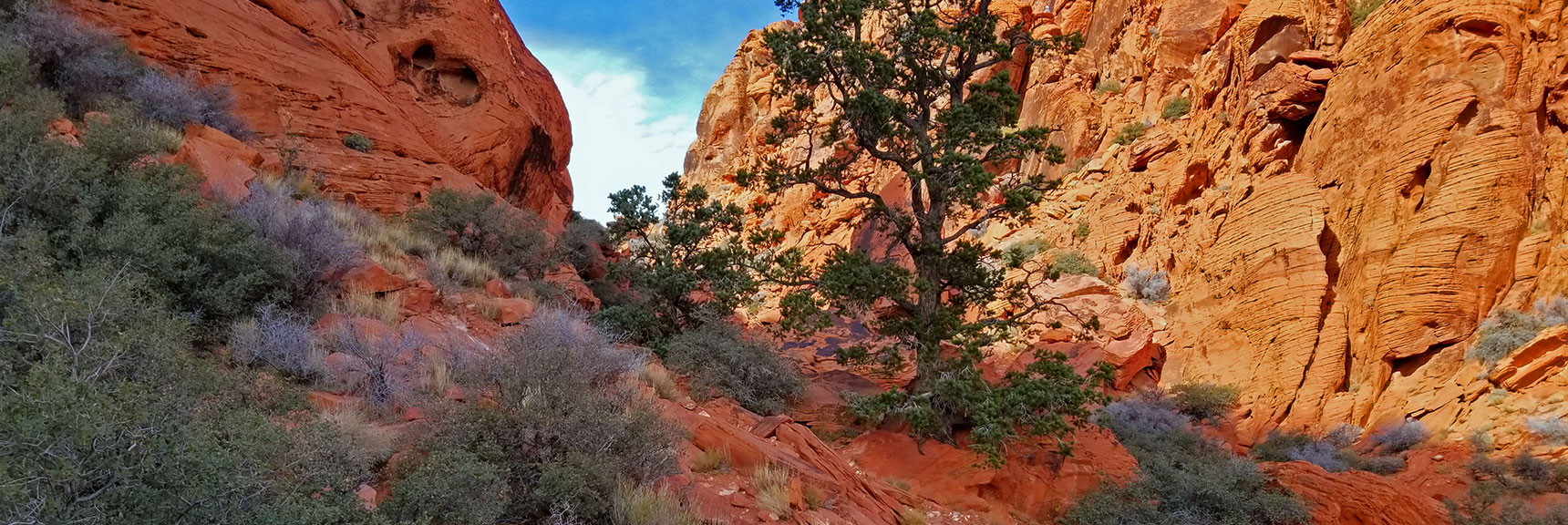 Spectacular 5-Mile Loop Spanning Calico Basin and Red Rock Canyon's Scenic Area | Lower Calico Hills Loop | Calico Basin & Red Rock Canyon, Nevada