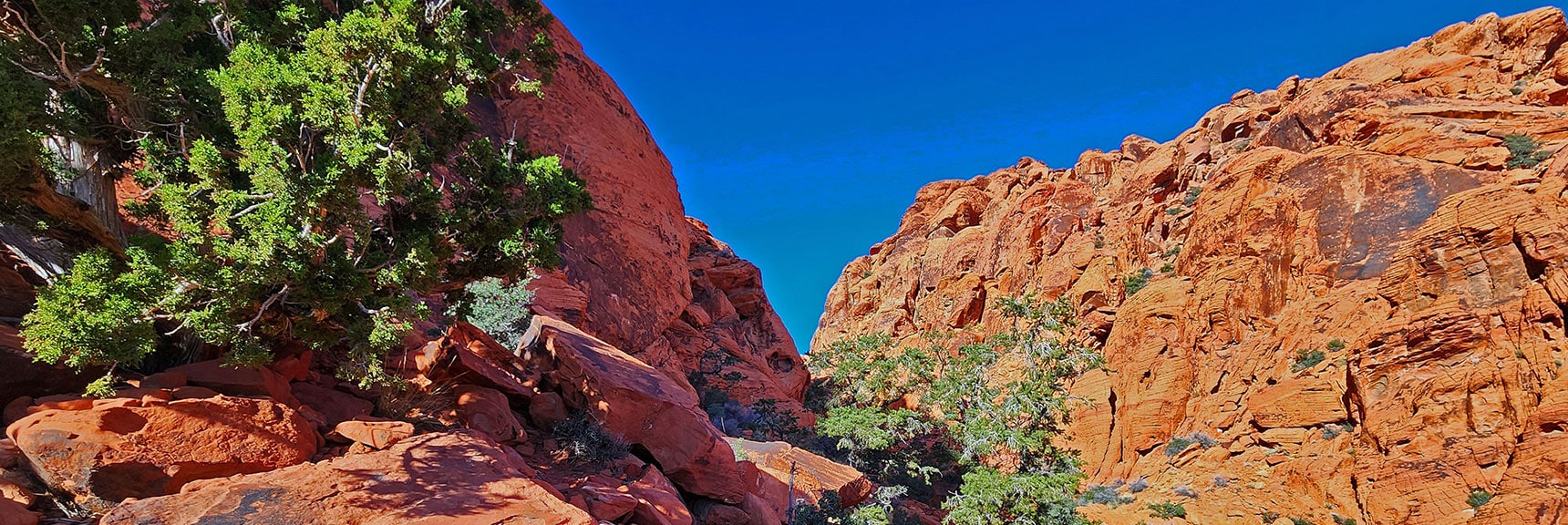 This is Like Being in a Giant Artistic Bonsai Pine Garden! | Lower Calico Hills Loop | Calico Basin & Red Rock Canyon, Nevada