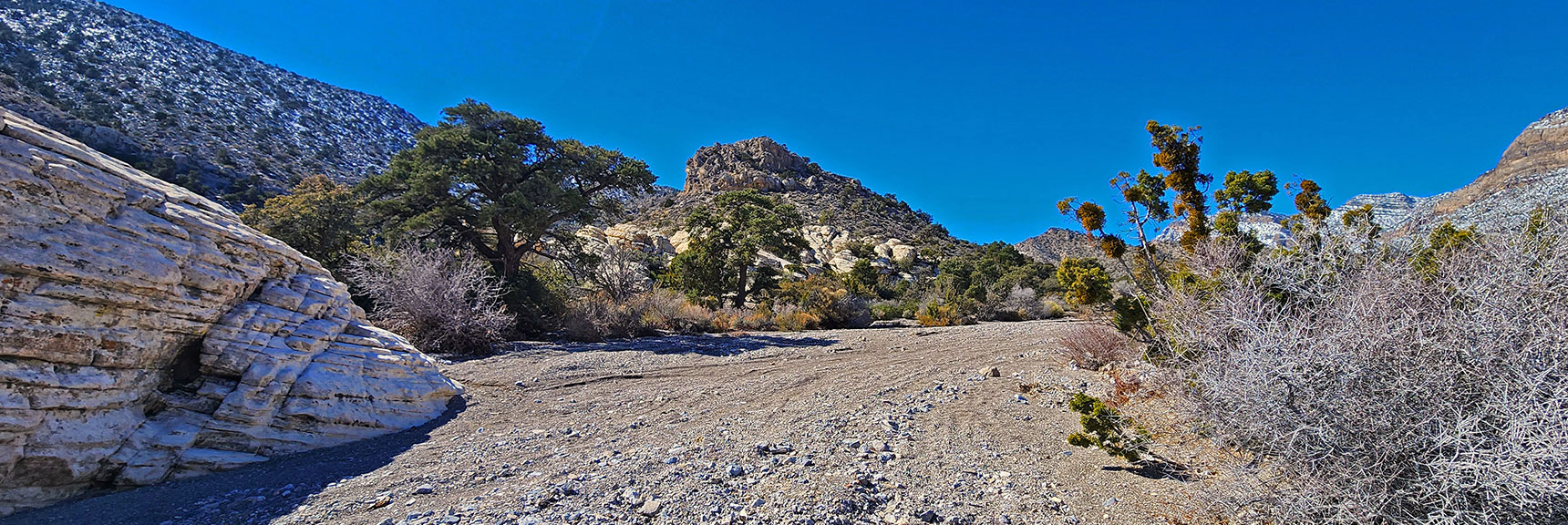 Beautiful Pines Appear Near the Calico Hills and Beyond. | Brownstone Trail | Calico Basin | Brownstone Basin | La Madre Mountains Wilderness, Nevada