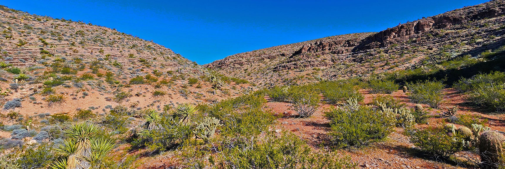 Elevated Desert Garden Just Above the Wash. View Up the Canyon. | Blue Diamond Hill Southern Triangle | Red Rock Canyon National Conservation Area, Nevada