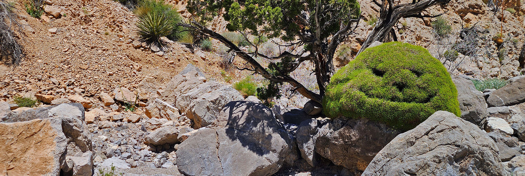 Smiley Shrub Guards Middle Gateway Canyon. Natural or Engineered? | Gateway Canyon, Gray Cap Ridge, Brownstone Basin | Calico & Brownstone Basins, Nevada