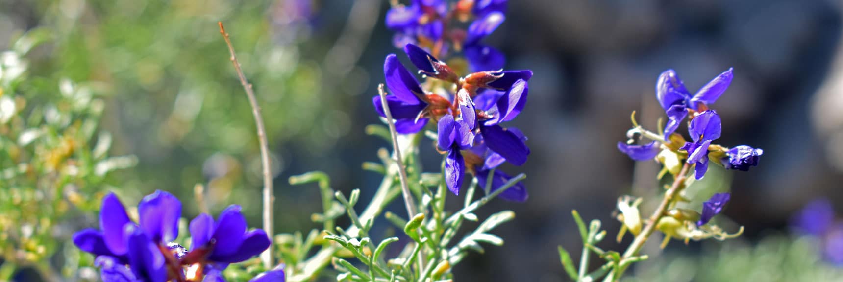 Lupine - Begin Flowers, Insects, Lizards and Geology. Thanks to Jean-Luc Montagnier | Wilson Summit, Arizona (near Lake Mead NRA)