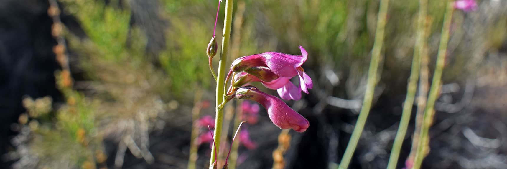 Milkvetch Family Flower? | Wilson Summit, Arizona (near Lake Mead NRA)