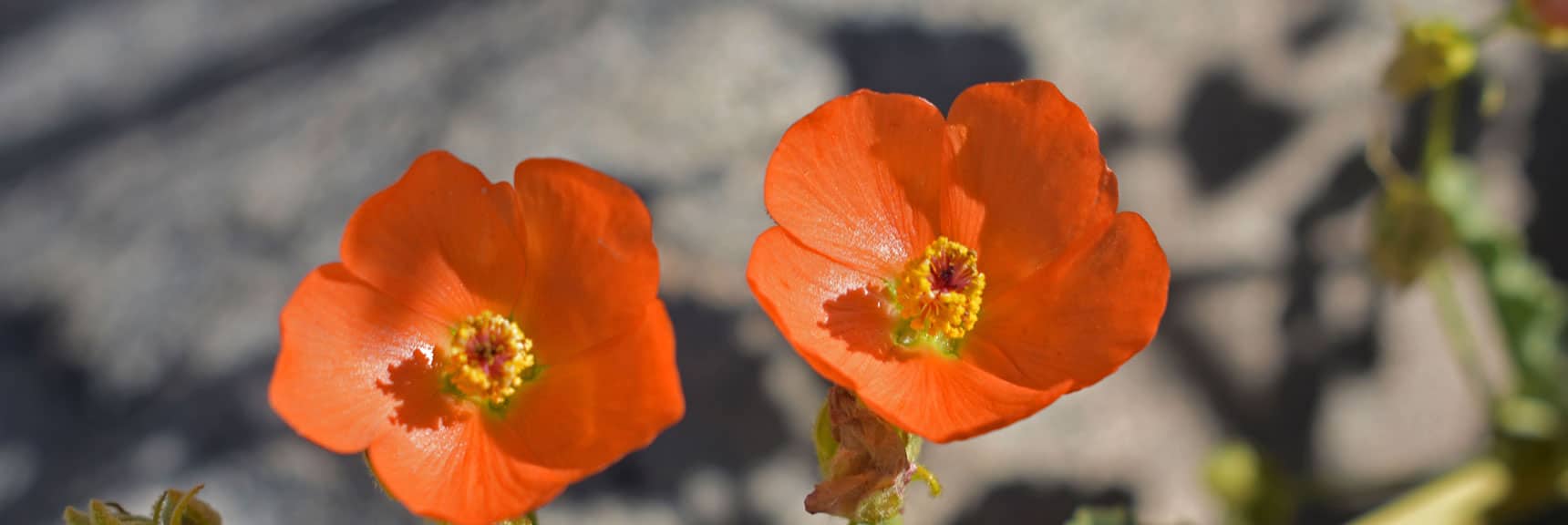 California Poppy | Wilson Summit, Arizona (near Lake Mead NRA)