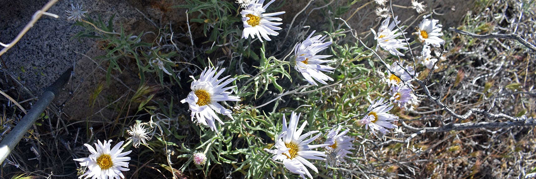 Large Mountain Fleabane (Aster family) | Wilson Summit, Arizona (near Lake Mead NRA)