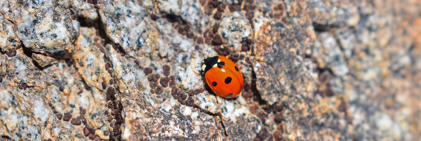 Ladyabug (Convergent Lady Beetle, Hippodamia Convergens) | Wilson Summit, Arizona (near Lake Mead NRA)