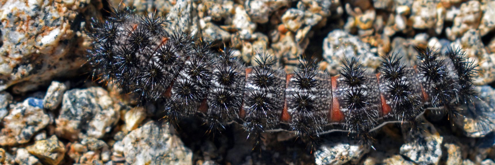 Sagebrush Checkerspot Chlosyne Acastusa Butterfly Caterpillar | Wilson Summit, Arizona (near Lake Mead NRA)