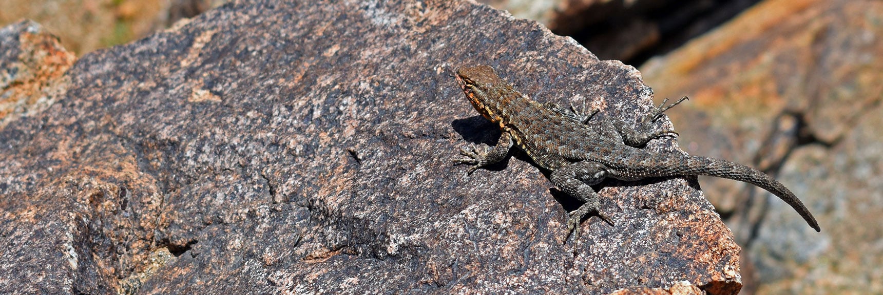 Side-Blotched Lizard | Wilson Summit, Arizona (near Lake Mead NRA)
