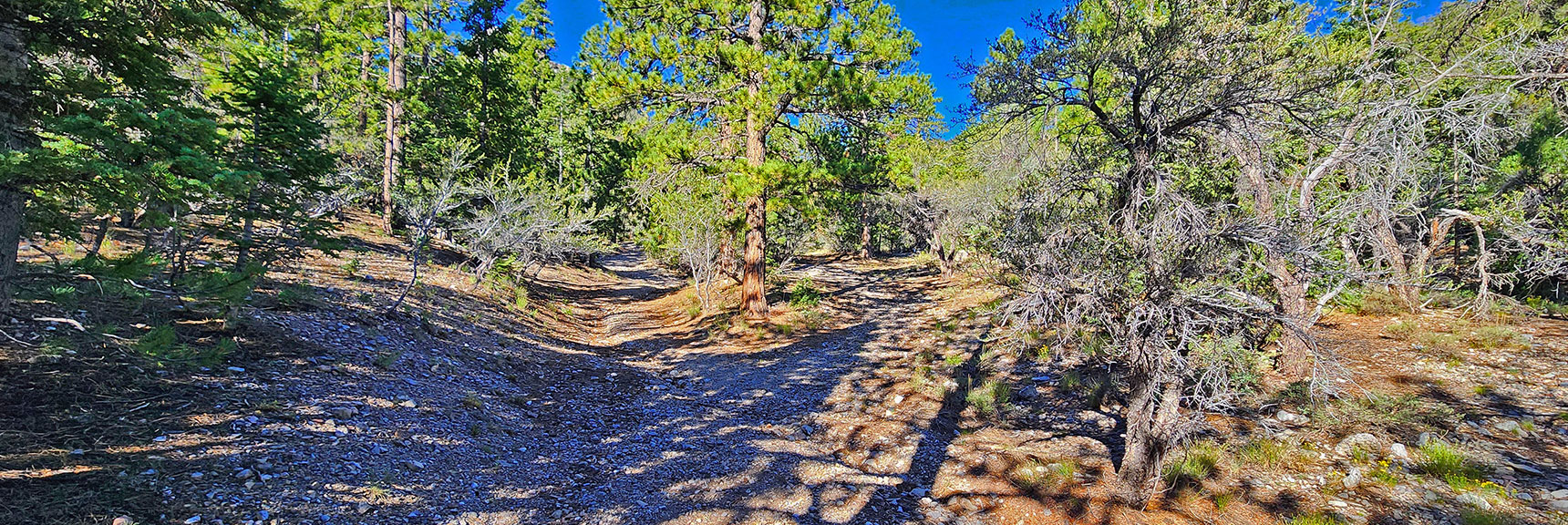 Take First Right Split, Next Left Split, Then Up Right Side of Long Gully. | Mummy's Nose Final Summit Approach from Deer Creek Road | Mt. Charleston Wilderness, Nevada