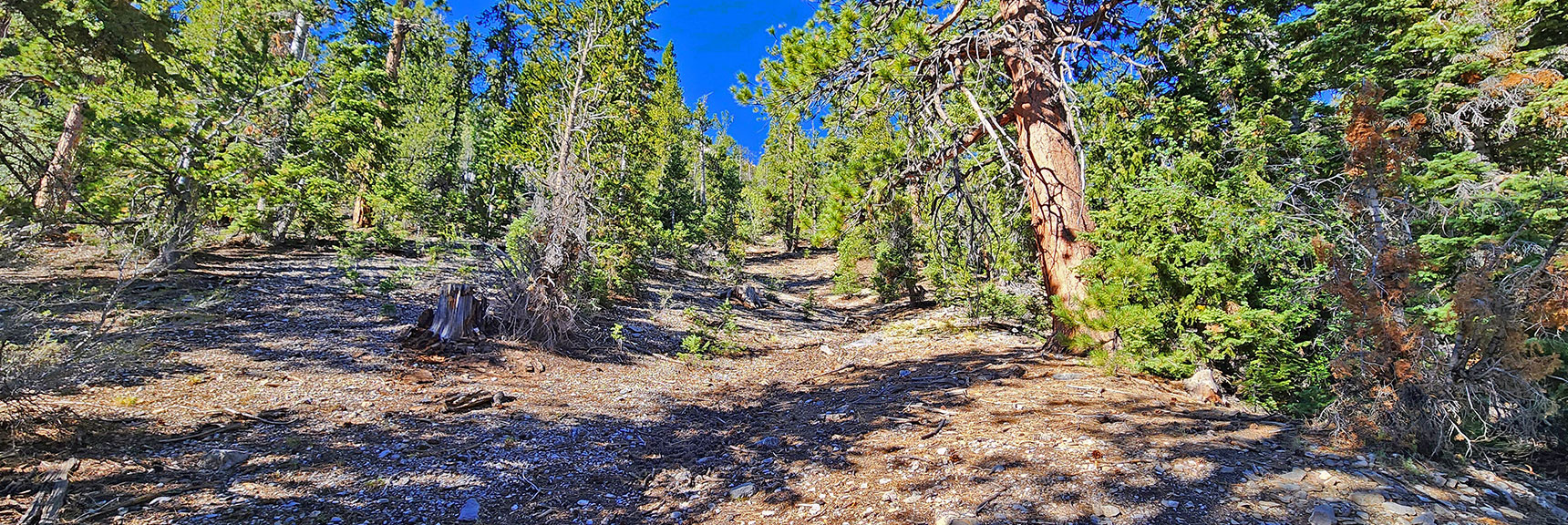 Shallow Lower End of That Long Gully. | Mummy's Nose Final Summit Approach from Deer Creek Road | Mt. Charleston Wilderness, Nevada