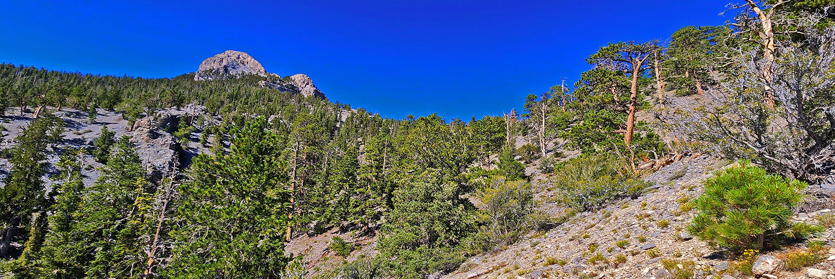 Now Heading Up Right Edge of Long Gully, Angling to Ridgeline on Canyon's Right Side. | Mummy's Nose Final Summit Approach from Deer Creek Road | Mt. Charleston Wilderness, Nevada