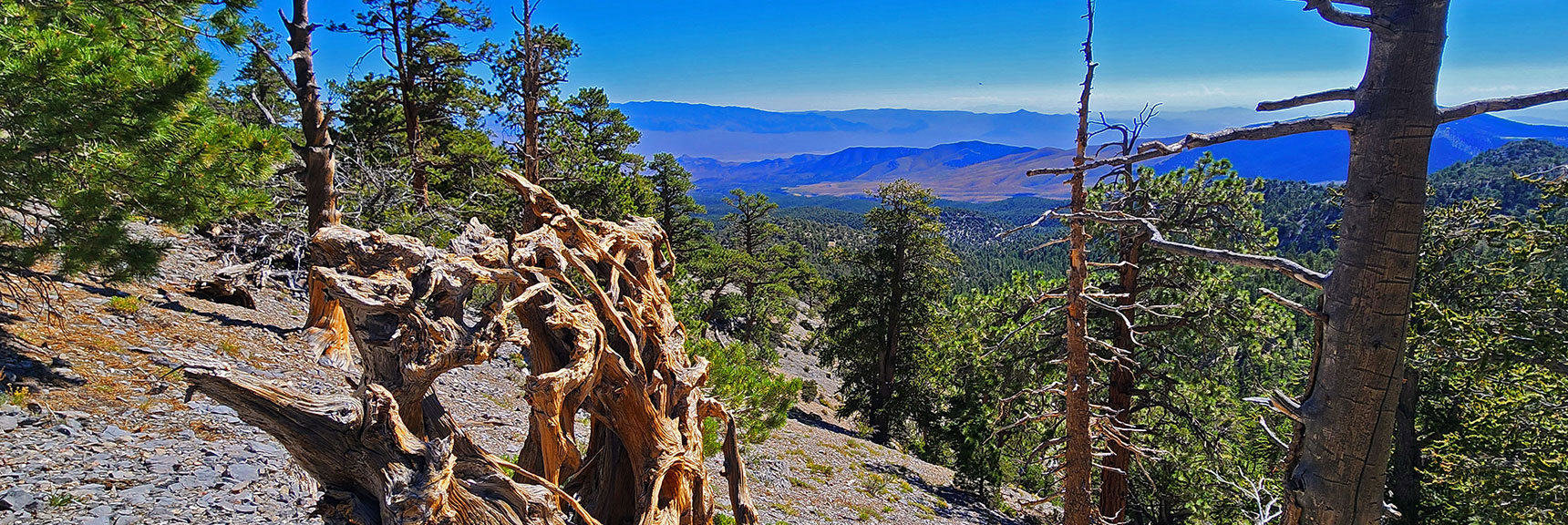 Still Angling Up Western Ridge to Just Below the Ridgeline. View Down Route. | Mummy's Nose Final Summit Approach from Deer Creek Road | Mt. Charleston Wilderness, Nevada