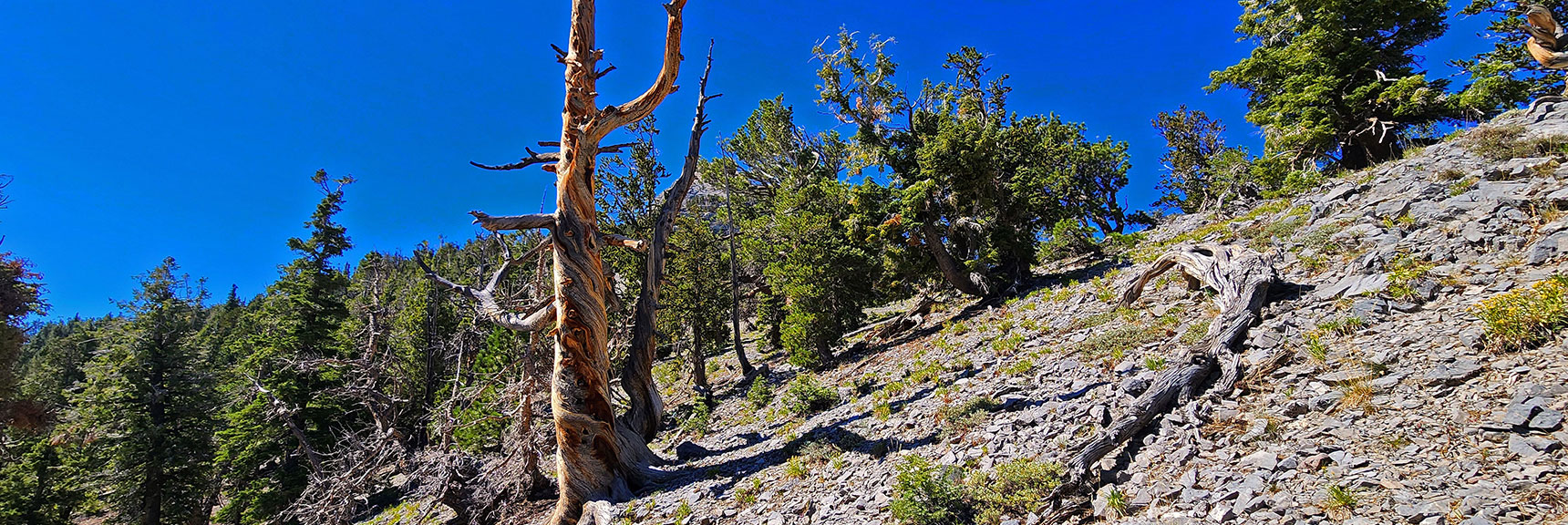 Approaching the Western Ridgeline (Ridge Bordering Right Side of Canyon) | Mummy's Nose Final Summit Approach from Deer Creek Road | Mt. Charleston Wilderness, Nevada