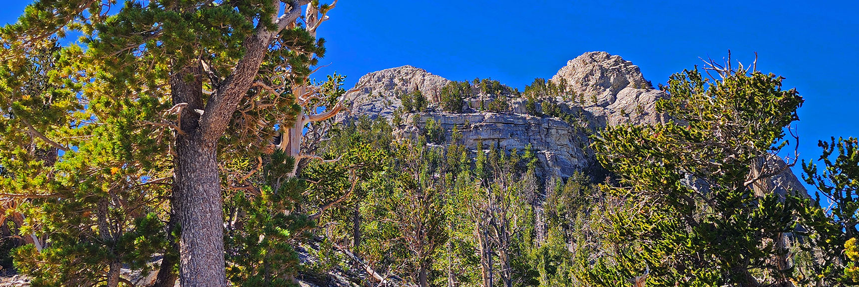 Approaching the Ledge, Two Summits and the Saddle Between. | Mummy's Nose Final Summit Approach from Deer Creek Road | Mt. Charleston Wilderness, Nevada
